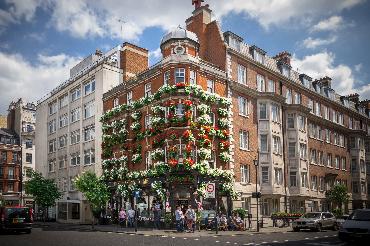 Major Plants Ltd - Before after - London - UK - Image 33
