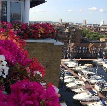 Major Plants Ltd - Before after - London - UK - Image 41