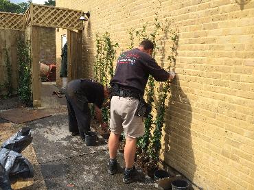 Major Plants Ltd - Climber - London - UK - Image 2