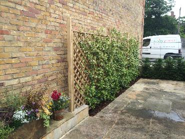 Major Plants Ltd - Climber - London - UK - Image 10