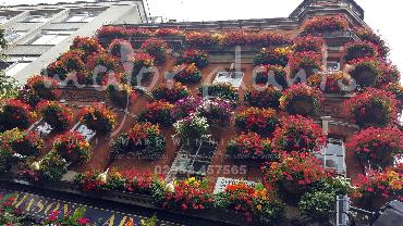 Major Plants Ltd - Hanging Basket Services - London - UK - Image 4