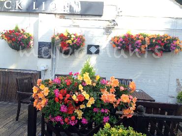 Major Plants Ltd - Hanging Basket Services - London - UK - Image 5