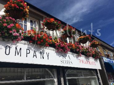 Major Plants Ltd - Hanging Basket Services - London - UK - Image 6