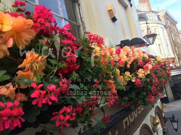 Major Plants Ltd - Hanging Basket Services - London - UK - Image 36