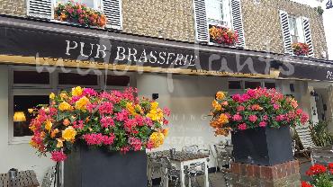 Major Plants Ltd - Hanging Basket Services - London - UK - Image 39