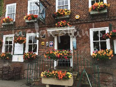 Major Plants Ltd - Hanging Basket Services - London - UK - Image 53