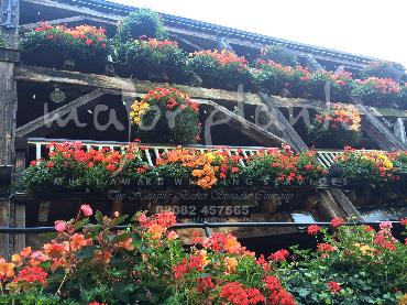 Major Plants Ltd - Hanging Basket Services - London - UK - Image 69