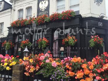 Major Plants Ltd - Hanging Basket Services - London - UK - Image 78