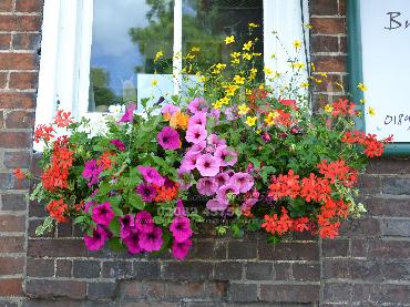 Major Plants Ltd - Hanging Basket Services - London - UK - Image 95