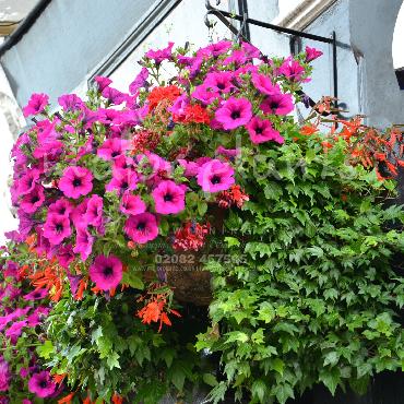 Major Plants Ltd - Hanging Basket Services - London - UK - Image 106
