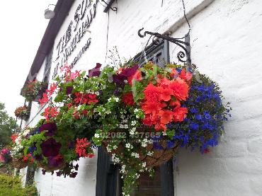 Major Plants Ltd - Hanging Basket Services - London - UK - Image 115