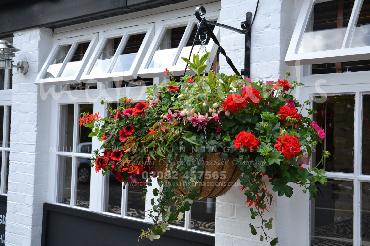 Major Plants Ltd - Hanging Basket Services - London - UK - Image 120