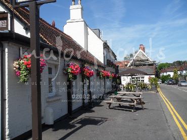 Major Plants Ltd - Hanging Basket Services - London - UK - Image 149