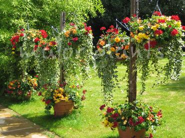Major Plants Ltd - Hanging Basket Services - London - UK - Image 151