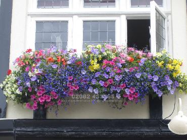 Major Plants Ltd - Hanging Basket Services - London - UK - Image 164