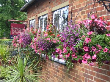 Major Plants Ltd - Hanging Basket Services - London - UK - Image 167