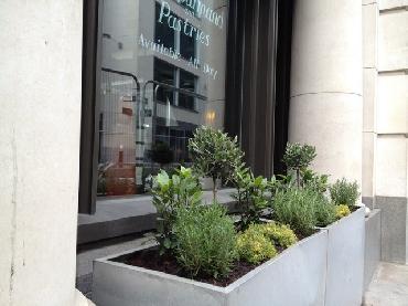 Major Plants Ltd - Herb Displays - London - UK - Image 31