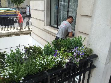 Major Plants Ltd - Metal Planters - London - UK - Image 2