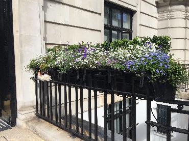 Major Plants Ltd - Metal Planters - London - UK - Image 11