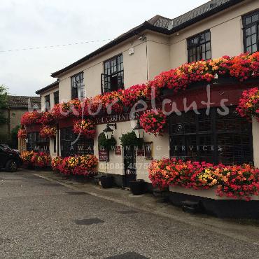 Major Plants Ltd - Our Customers - London - UK - Image 6
