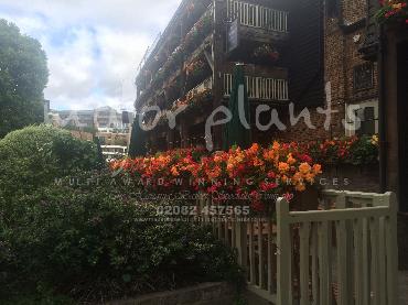 Major Plants Ltd - Our Customers - London - UK - Image 54