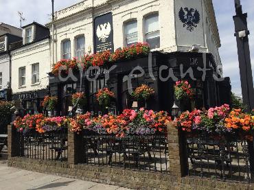Major Plants Ltd - Our Customers - London - UK - Image 77