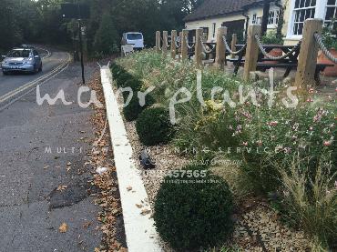 Major Plants Ltd - Pastoral - London - UK - Image 2