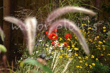 Major Plants Ltd - Pastoral - London - UK - Image 3