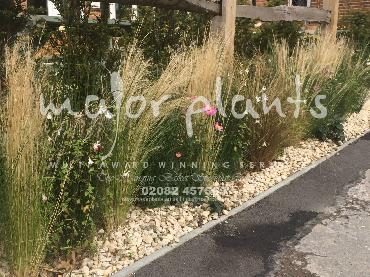 Major Plants Ltd - Pastoral - London - UK - Image 5