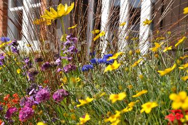 Major Plants Ltd - Pastoral - London - UK - Image 6