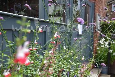 Major Plants Ltd - Pastoral - London - UK - Image 7