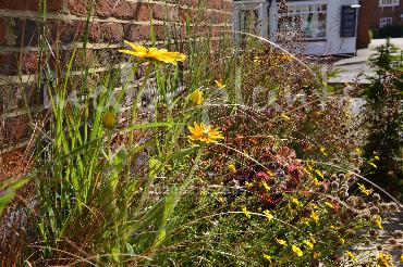 Major Plants Ltd - Pastoral - London - UK - Image 10