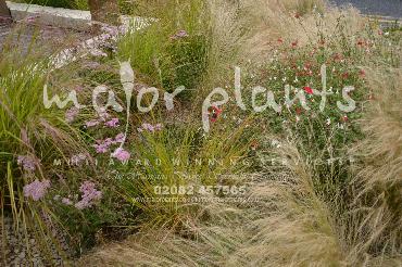 Major Plants Ltd - Pastoral - London - UK - Image 13