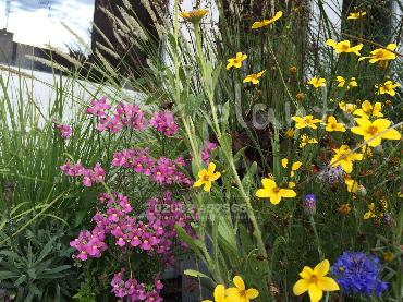 Major Plants Ltd - Pastoral - London - UK - Image 14