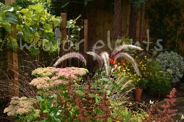Major Plants Ltd - Pastoral - London - UK - Image 15