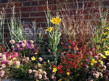 Major Plants Ltd - Pastoral - London - UK - Image 16