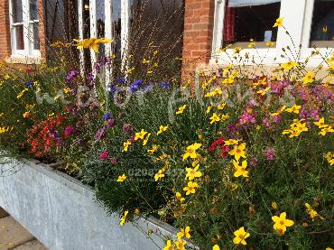 Major Plants Ltd - Pastoral - London - UK - Image 18