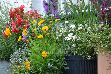 Major Plants Ltd - Pastoral - London - UK - Image 21