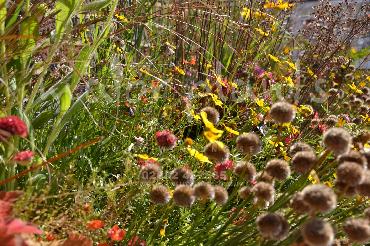 Major Plants Ltd - Pastoral - London - UK - Image 22
