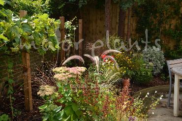 Major Plants Ltd - Pastoral - London - UK - Image 23