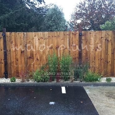 Major Plants Ltd - Pastoral - London - UK - Image 24
