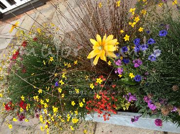 Major Plants Ltd - Pastoral - London - UK - Image 25