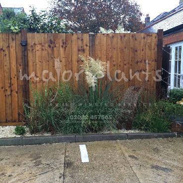 Major Plants Ltd - Pastoral - London - UK - Image 26
