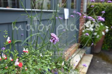 Major Plants Ltd - Pastoral - London - UK - Image 27