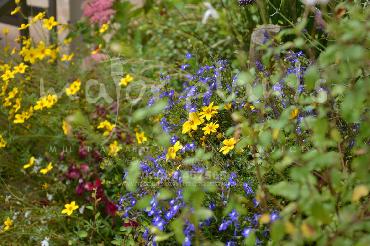 Major Plants Ltd - Pastoral - London - UK - Image 28