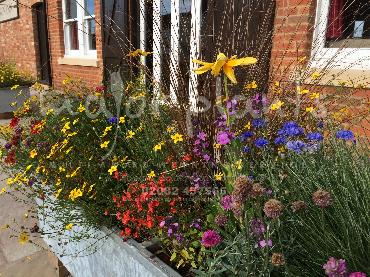 Major Plants Ltd - Pastoral - London - UK - Image 29