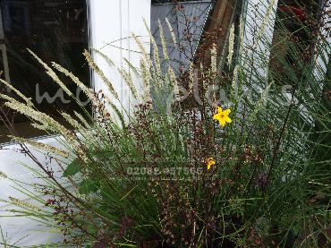 Major Plants Ltd - Pastoral - London - UK - Image 32