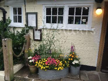 Major Plants Ltd - Pots and Troughs - London - UK - Image 19