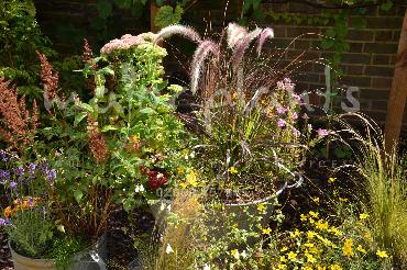 Major Plants Ltd - Pots and Troughs - London - UK - Image 99