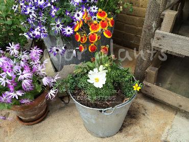 Major Plants Ltd - Pots and Troughs - London - UK - Image 135